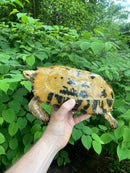 Forstens Tortoise Adult  Male 1 (Indotestudo forstenii)