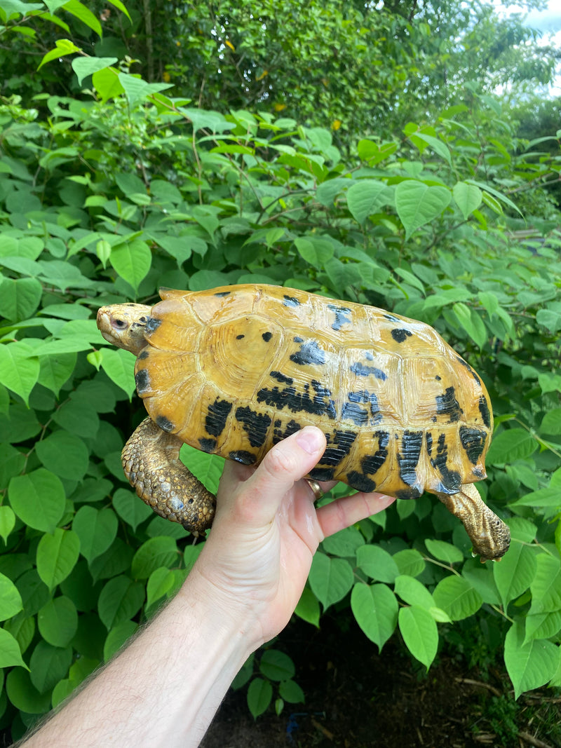 Forstens Tortoise Adult  Male 1 (Indotestudo forstenii)