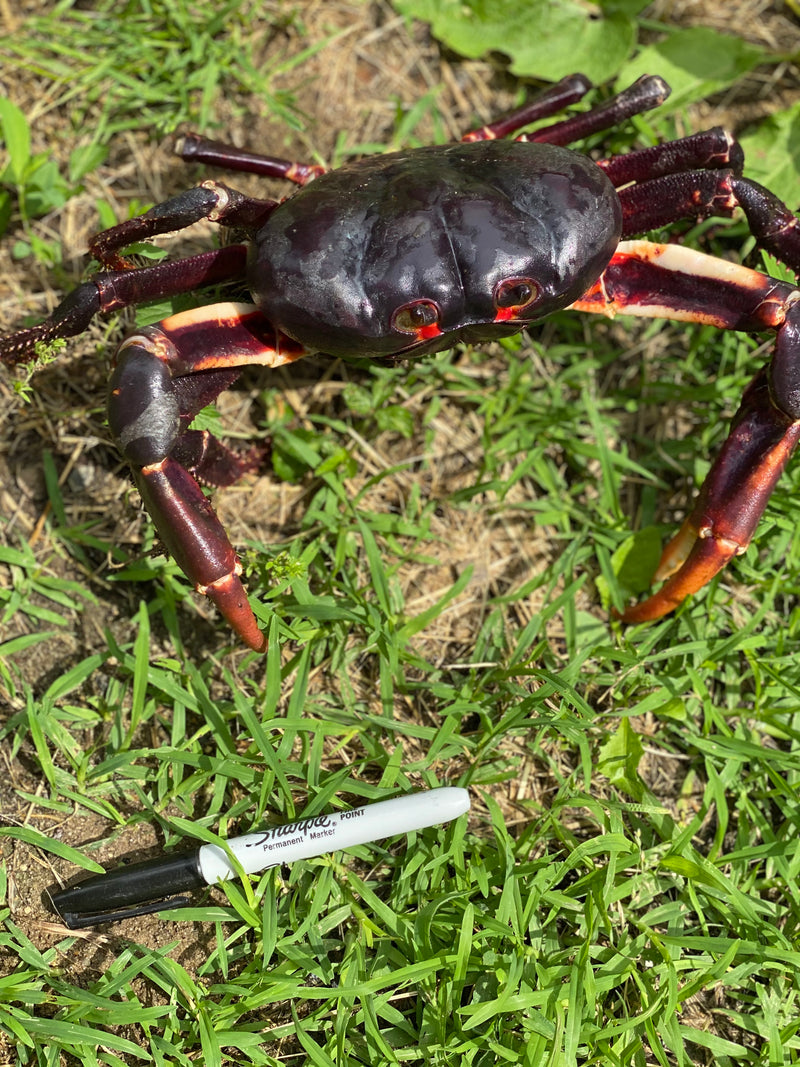 St. Martin Giant Satanic Zombie Land Crab (Gecarcinus ruricola)