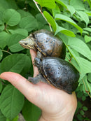 Common Musk Turtle Adults (Sternotherus odoratus)