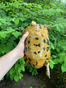 Forstens Tortoise Adult  Male 1 (Indotestudo forstenii)