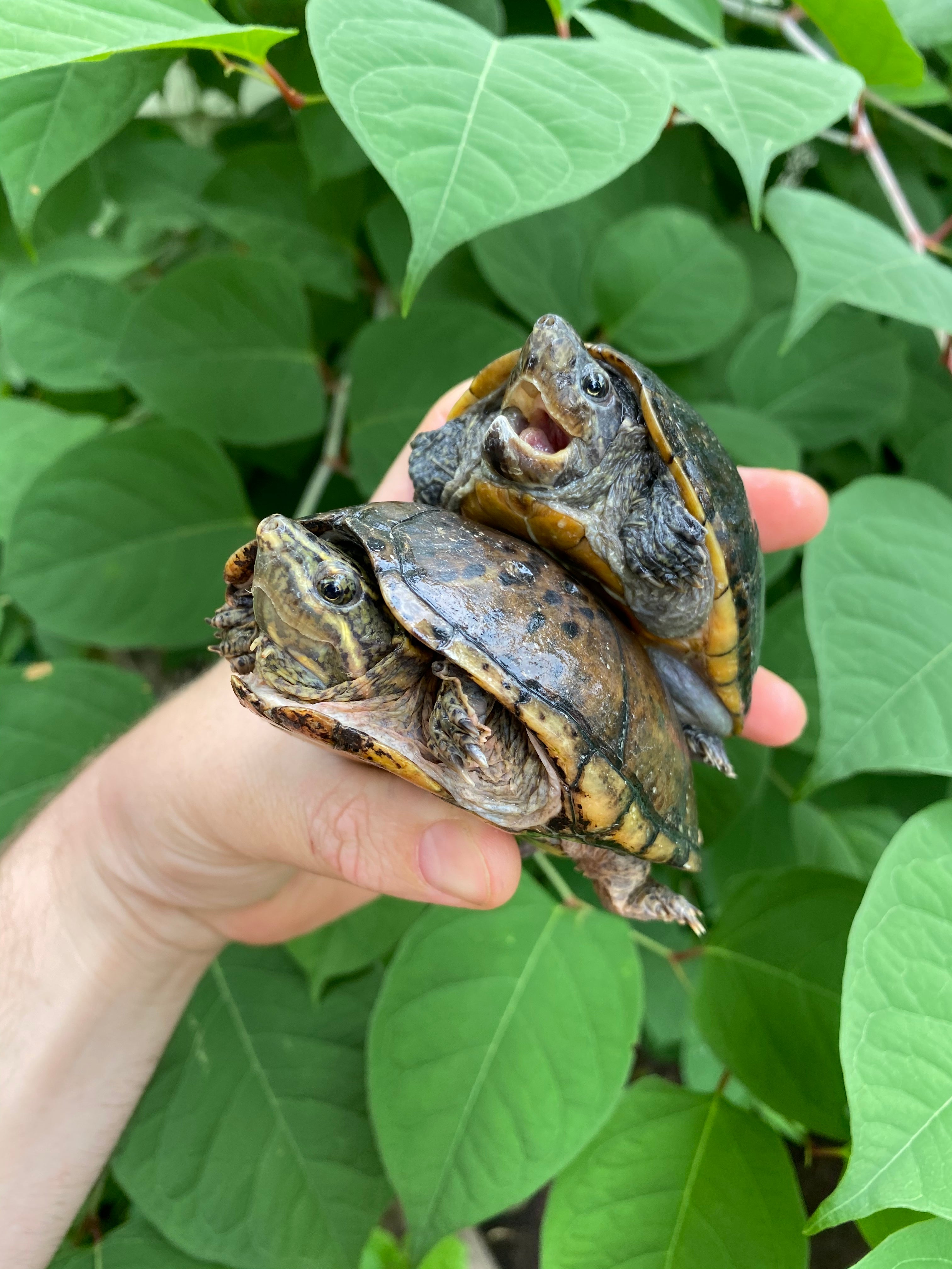 Common Musk Turtles For Sale | American Reptile Distributors