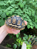 Leopard Tortoise Female 3 (4-5 inch)(Stigmochelys p. babcocki)