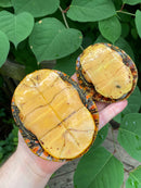 Southern Painted Turtle Adults (Chrysemys picta dorsalis)