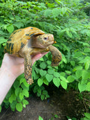 Forstens Tortoise Adult  Male 1 (Indotestudo forstenii)