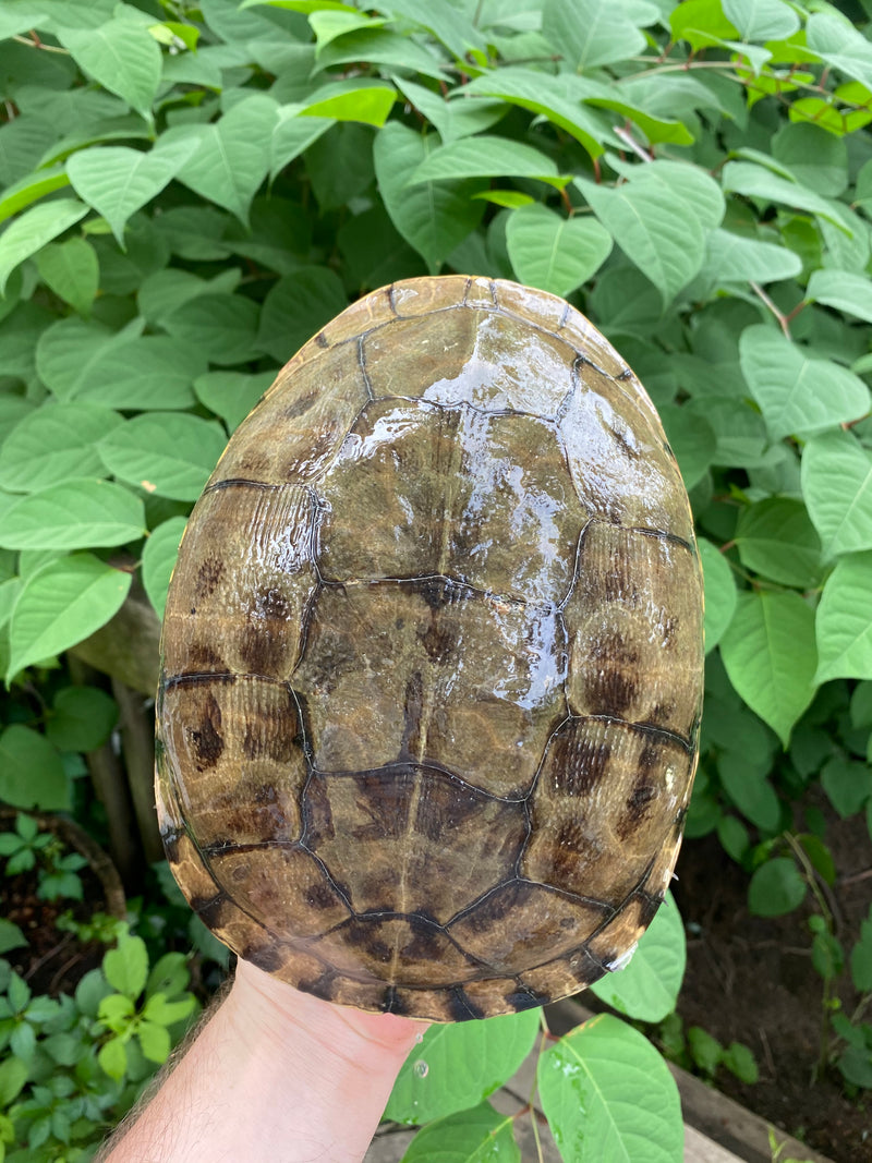 Western Chicken Turtle Adult Pair (Deirochelys reticularia miaria)