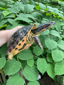 Western Chicken Turtle Adult Pair (Deirochelys reticularia miaria)