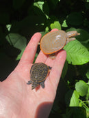 Hypomelanistic Florida Softshell (Apalone ferox)