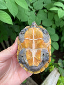 Common Musk Turtle Adults (Sternotherus odoratus)