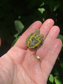 Two Headed Red Eared Slider Turtle (Trachemys elegans)