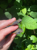Florida Softshell (Apalone ferox)