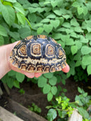 Leopard Tortoise Female 2 (4-5 inch)(Stigmochelys p. babcocki)
