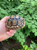 Leopard Tortoise Female 2 (4-5 inch)(Stigmochelys p. babcocki)