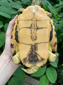 Western Chicken Turtle Adult Pair (Deirochelys reticularia miaria)