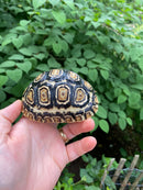 Leopard Tortoise Female 3 (4-5 inch)(Stigmochelys p. babcocki)