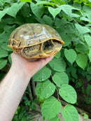 Western Chicken Turtle Adult Pair (Deirochelys reticularia miaria)