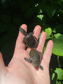 Florida Softshell (Apalone ferox)