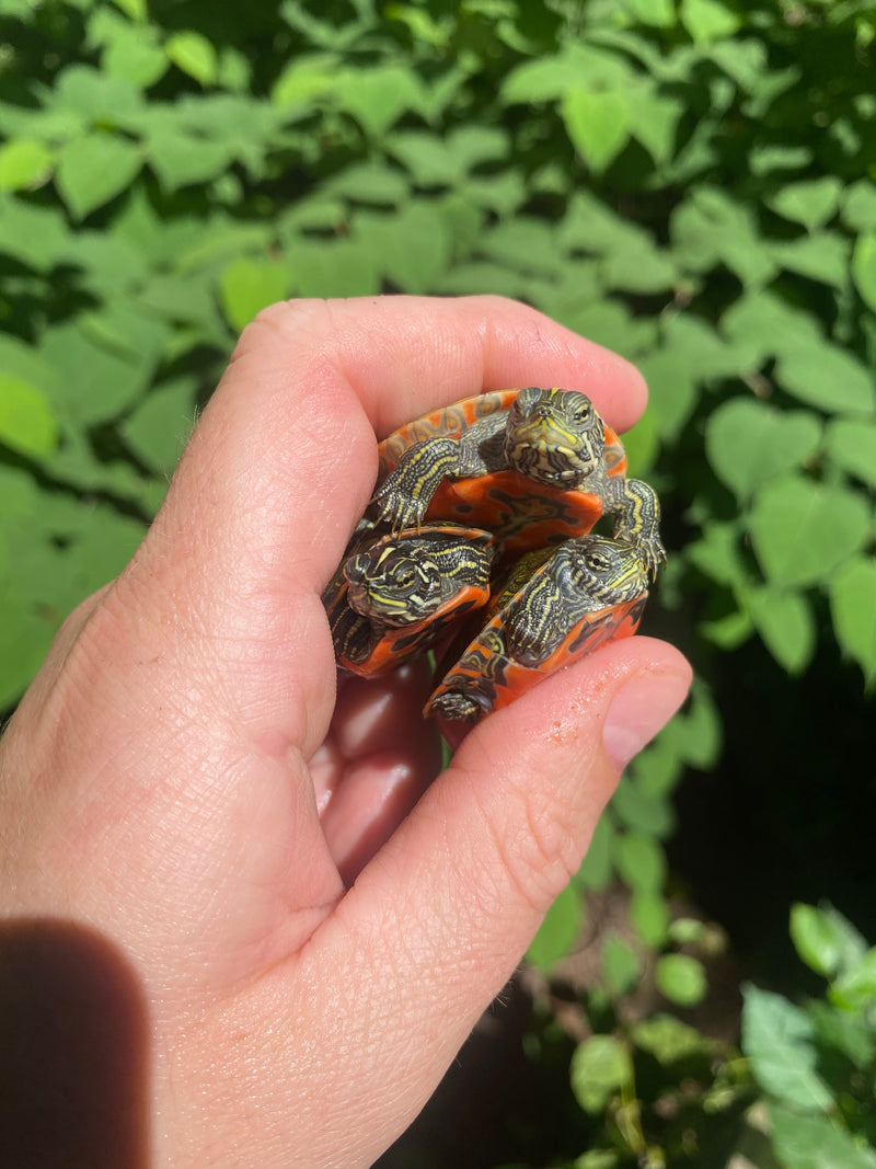 Northern Red Bellied Turtle Baby (Pseudemys rubriventris)