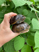 Common Musk Turtle Adults (Sternotherus odoratus)