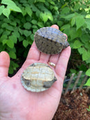 Painted River Terrapin Babies (Batagur borneoensis)