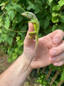 Giant Panther Anoles (Anolis bimaculatus)