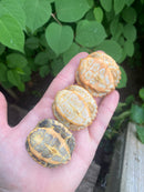 Albino Yellow-headed Temple Turtle Babies (Heosemys annandalii)