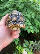 Leopard Tortoise Female 3 (4-5 inch)(Stigmochelys p. babcocki)