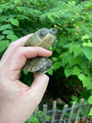 Painted River Terrapin Babies (Batagur borneoensis)
