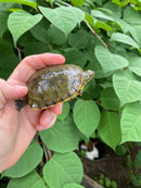 Western Chicken Turtle Yearlings (Deirochelys reticularia miaria)
