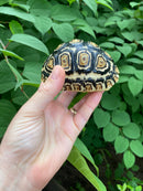 Leopard Tortoise Female 1 (4-5 inch)(Stigmochelys p. babcocki)