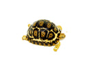 South African Giant  Leopard Tortoise Female 4  (4-5 inch)(Stigmochelys p. pardalis)