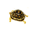 South African Giant  Leopard Tortoise Female 4  (4-5 inch)(Stigmochelys p. pardalis)