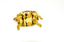 South African Giant  Leopard Tortoise Female 4  (4-5 inch)(Stigmochelys p. pardalis)