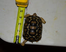 South African Giant  Leopard Tortoise Female 5  (4-5 inch)(Stigmochelys p. pardalis)