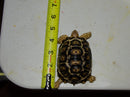 South African Giant  Leopard Tortoise Female 6  (4-5 inch)(Stigmochelys p. pardalis)