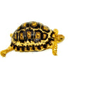 South African Giant  Leopard Tortoise Female 6  (4-5 inch)(Stigmochelys p. pardalis)