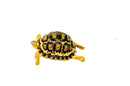 South African Giant  Leopard Tortoise Female 6  (4-5 inch)(Stigmochelys p. pardalis)