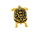 South African Giant  Leopard Tortoise Female 6  (4-5 inch)(Stigmochelys p. pardalis)