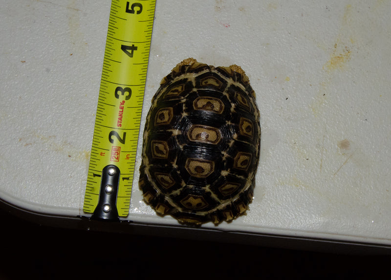 South African Giant  Leopard Tortoise Female 7 (4-5 inch)(Stigmochelys p. pardalis)