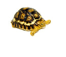 South African Giant  Leopard Tortoise Female 7 (4-5 inch)(Stigmochelys p. pardalis)