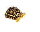South African Giant  Leopard Tortoise Female 7 (4-5 inch)(Stigmochelys p. pardalis)