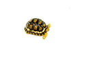 South African Giant  Leopard Tortoise Female 7 (4-5 inch)(Stigmochelys p. pardalis)