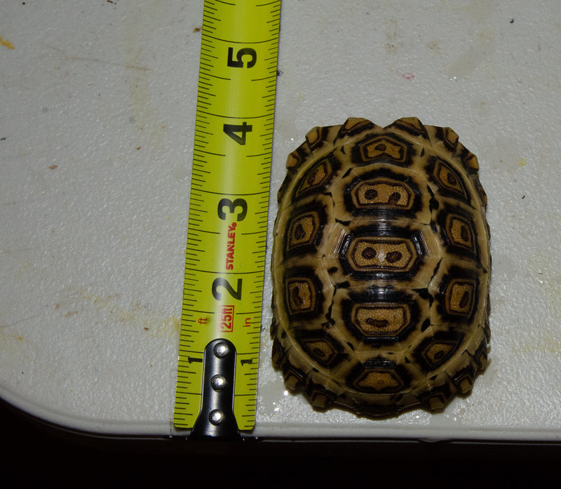 HI WHITE South African Giant  Leopard Tortoise Female 1 (4-5 inch)(Stigmochelys p. pardalis)