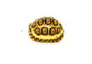 HI WHITE South African Giant  Leopard Tortoise Female 1 (4-5 inch)(Stigmochelys p. pardalis)
