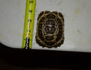 HI WHITE South African Giant  Leopard Tortoise Female 2 (4-5 inch)(Stigmochelys p. pardalis)