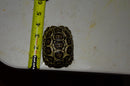 HI WHITE South African Giant  Leopard Tortoise Female 3 (4-5 inch)(Stigmochelys p. pardalis)