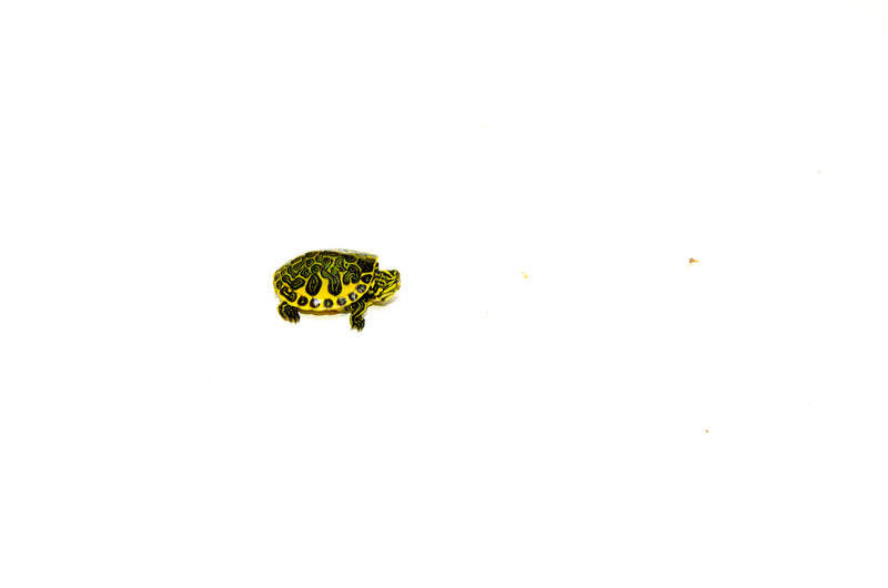 Yellow Flame Baby Florida Red Bellied Turtle (Pseudemys nelsoni)