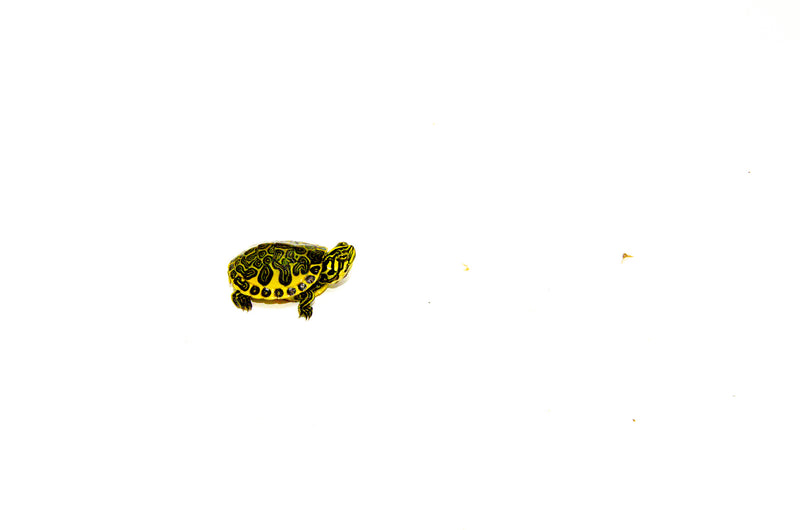 Yellow Flame Baby Florida Red Bellied Turtle (Pseudemys nelsoni)