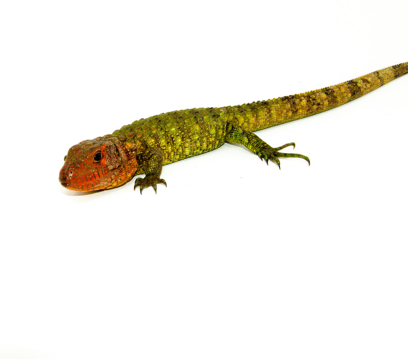 dracaena guianensis for sale Caiman Lizard Babies For Sale