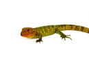 Caiman Lizard Babies (Dracaena guianensis)